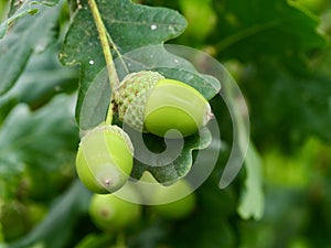 The green acorns of sessile oak.