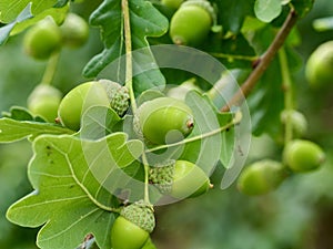 The green acorns of sessile oak.