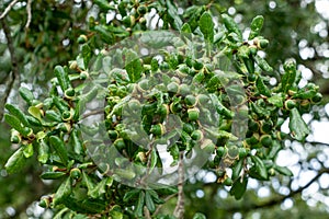 Green acorns of a southern live oak tree Quercus virginiana, closeup - Topeekeegee Yugnee TY Park, Hollywood, Florida, USA