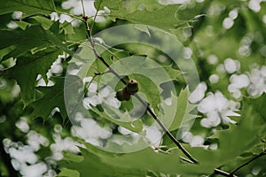 Green acorns weigh on branch of oak tree