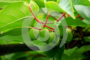 Green actinidia berries hang on the branches of the climbing plant