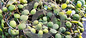 Green adn small plant in bucket photo