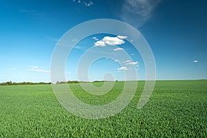 Green adolescent grain field, horizon and small white clouds on blue sky