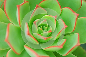 Green Aeonium