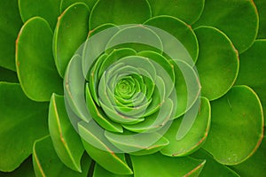 Green Aeonium Arboreum Plant photo