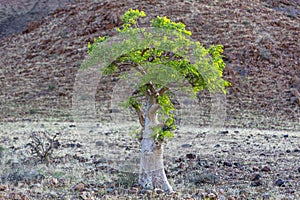 Green African Moringa tree in the Namib Desert