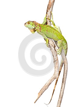 Green agama crawling on dry branch. isolated on white background