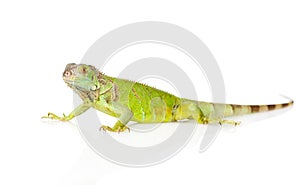 Green agama in profile. isolated on white background