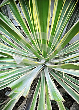 Green Agave abstract background