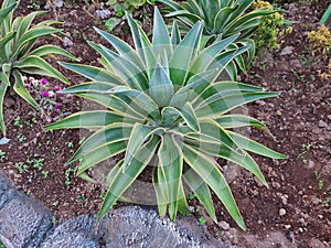 Green agave attenuata ornamental plant in the school garden