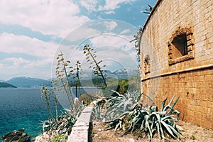 Green agave bushes by an old brick building near the curb at the descent to the water overlooking the mountains and the