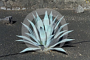 Green agave cactus,lanzarote,black earth photo