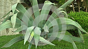 Green agave cactus swinging on the wind