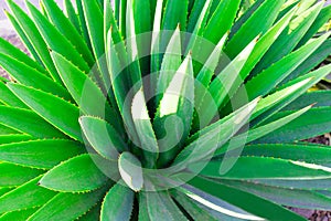 green agave leaves in the rays of the sun, background, close up