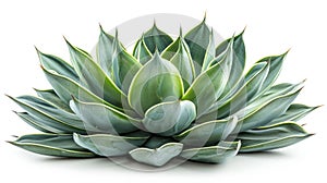 Green agave leaves with white background. Green thorned agave close-up. photo