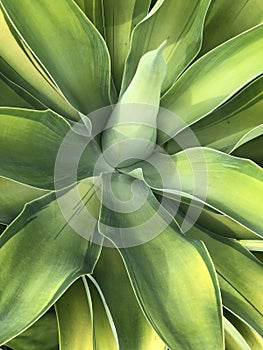 Green agave plant abstract