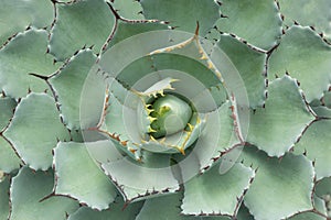 Green agave succulent plant with the stout stem and short. The end and marginal of the leaves have sharp spines