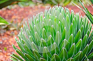 Green Agave victoriae Reginae plant in close-up at a tropical botanic garden.