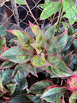 green Aglaonema leaves in the garden