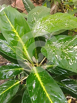 Green aglonema and sri rejeki green with white spots grow abundantly inthe yard