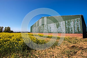 Green agricultural barn building on farm with rapeseed crop field