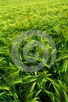 Green agricultural field