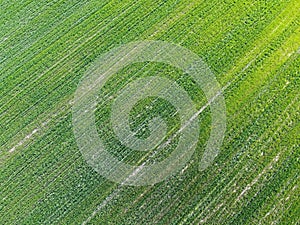 Green agricultural field, aerial view. Farmland landscape. Background
