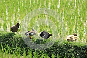 Green agricultural field and group of ducks cropped view