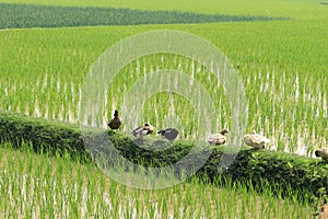 Green agricultural field and group of ducks cropped view