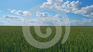 Green agricultural wheat field waving in the wind against a blue sky with clouds. Wide shot.