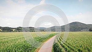 Green agriculture corn fields at summer. Empty narrow countryside road through green meadows at sunny day. Harvesting season. Agro