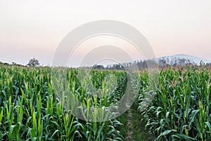 Green agriculture field corn area