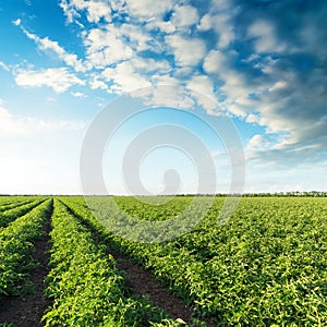 Green agriculture field with tomatoes bushes and sunset in cloud