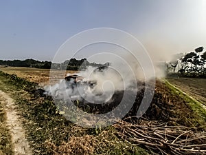 Green Agriculture field and white smoke.