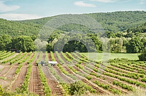 Green agriculture fields