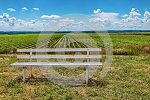 Green agriculture fields and sunset in blue sky with cloudsA white wooden bench and green agriculture fields in blue sky with clou