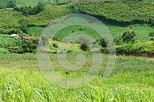 Green, agriculture plant, vast field