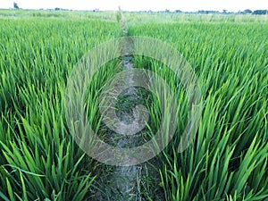 Green agriculture rice plant paddy