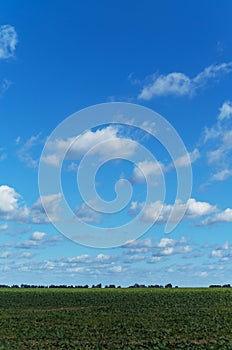 Green agricultures sprouts grow on farm field under colorful blue sky in Europe