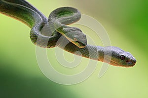 Green albolaris snake front view, animal closeup