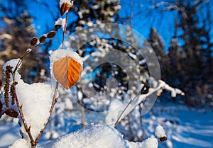 Green Alder Snow caped Leaf photo