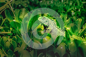 Green alertness Iguana: camouflage in caribbean foliage, Cancun, Mexico