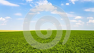 green alfalfa field under sky with white clouds