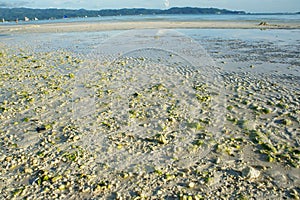 Green alga on beach