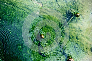 Green Alga Covered Rocks Peek Above Thermal Surface