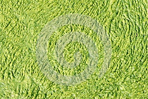 Green algae