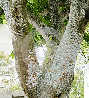 Green Algae On Achee Tree Branches