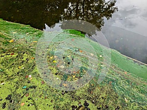 Green algae bloom covering polluted stagnant water surface