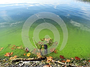 Green algae bloom HABS shoreline with fall leaves