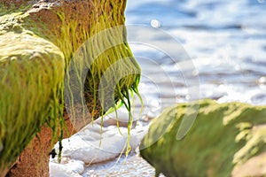 Green algae with blurred sea background